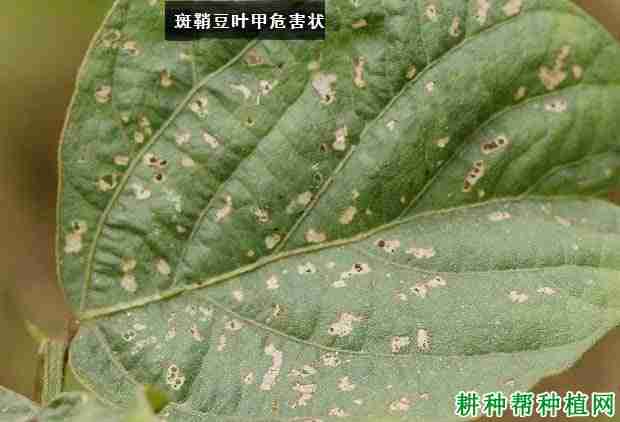 种植大豆如何防治斑鞘豆叶甲？